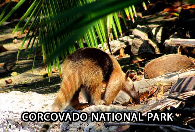 Corcovado National Park Day Tour