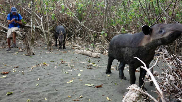 Corcovado National Park Day Tour