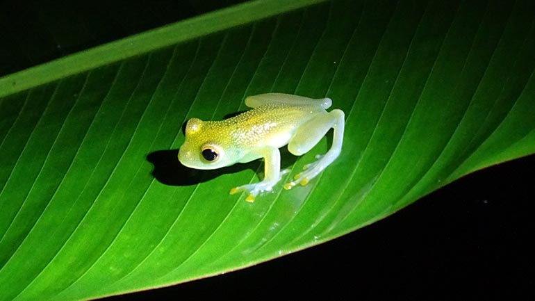 Night Walk Tour