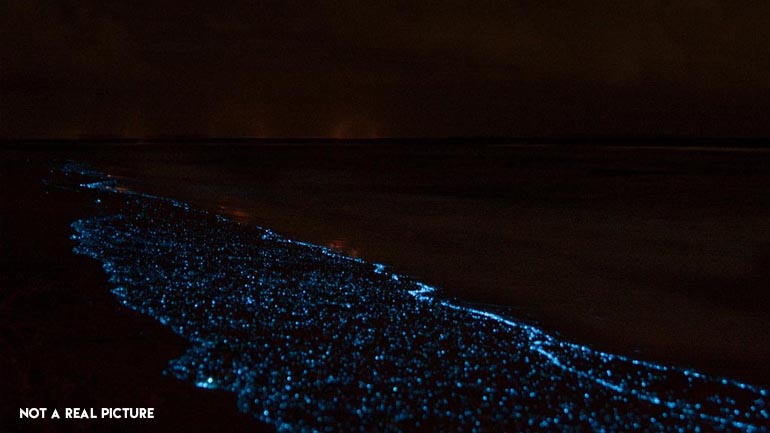 Plankton Night Swim