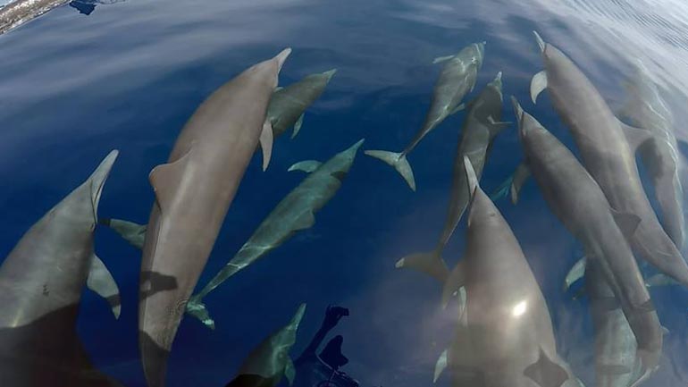 Dolphin & Whale Watching