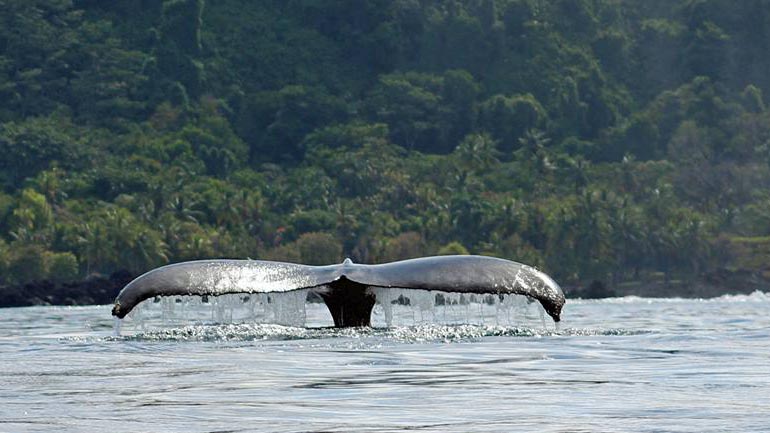 Dolphin & Whale Watching