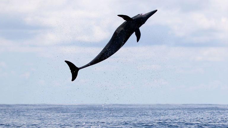 Dolphin & Whale Watching